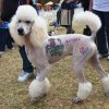 dog walk 2013-5224